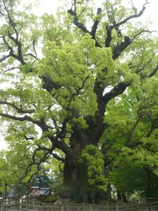 camprier geant au Japon