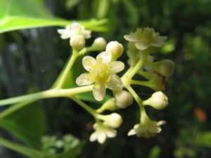 la petite fleur de camphrier
