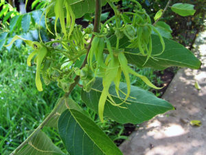 ylang ylang en fleurs