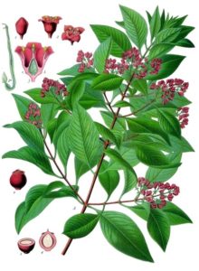 Bois de santal et fleurs, planche botanique (image wikimedia)