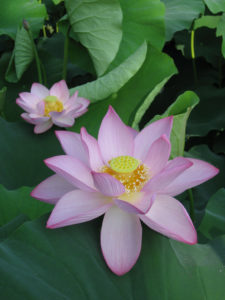 Fleur de lotus (image wikimedia)