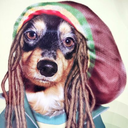 Pets Reggae plateau a rouler