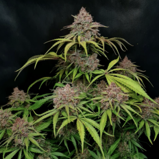 Graines de cannabis